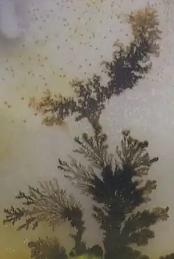 Close-up of a dendrite in an agate from India