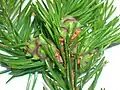 Developing pineapple pseudocone galls on Norway spruce, caused by woolly aphid Adelges abietis