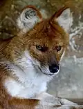 The dhole, Asia's most endangered top predator, is on the edge of extinction.
