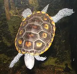 Floridan terrapins have "diamonds" with light centers