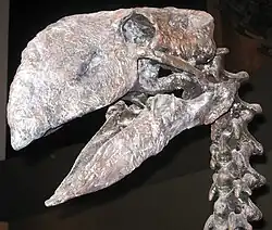Gastornis, a flightless bird