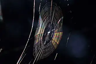 Colors in a spider web due to diffraction, [23]