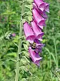 The foxglove, Digitalis purpurea, contains digoxin, a cardiac glycoside. The plant was used on heart conditions long before the glycoside was identified.[49][69]