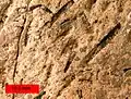Graptolites (Amplexograptus) from the Ordovician near Caney Springs, Tennessee