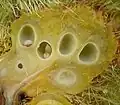Section through young bedeguar gall showing wasp larvae and cells