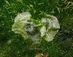 A gametophyte (prothallus) of Dicksonia