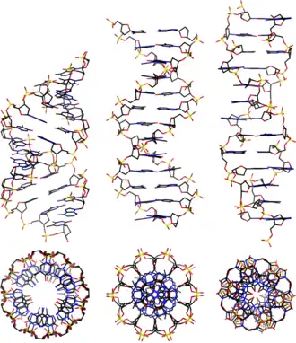 Different conformations of DNA illustrating molecular‑scale geometric organisation.[53]