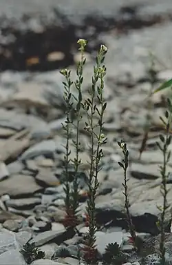 Draba incana L. (Drave blanchâtre; twisted whitlow grass), pebbles and limestone rocks, shore at Baie-Sainte-Claire[31]