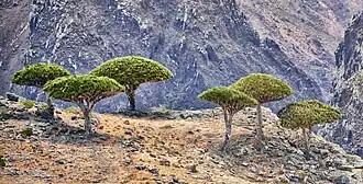 Dragon blood trees at the edge of a gorge in Socotra Island