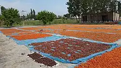 Drying apricots, Uzbekistan