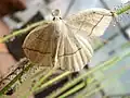 Confused eusarca moth (Eusarca confusaria) trapped by Drosera filiformis
