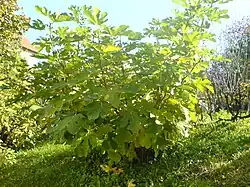 Habit