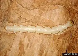 Larva