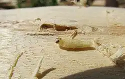 Pupa removed from its pupal chamber