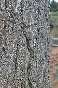 Closeup of bark