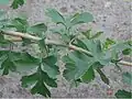 Leaves