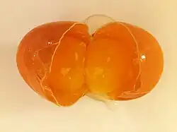 Double-yolk egg - opened