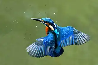 Common kingfisher hovering
