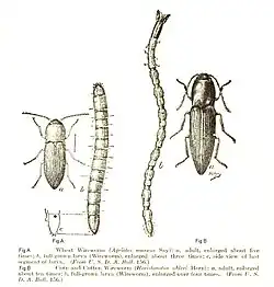 Click beetle adults and larvae (wireworms) Left: Wheat wireworm (Agriotes mancus) Right: Sand wireworm (Horistonotus uhlerii)