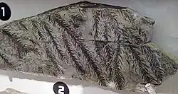 Elatides foliage, Late Cretaceous, N. America
