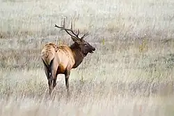 Photograph of a bull elk in grassland