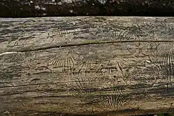 Bark beetle galleries on a dead American elm