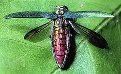 Dorsal view of adult with elytra and wings spread