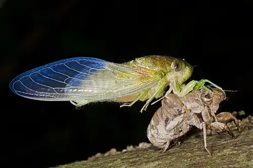A teneral cicada that has just emerged and is waiting to dry before flying away