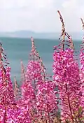 Epilobium angustifolium
