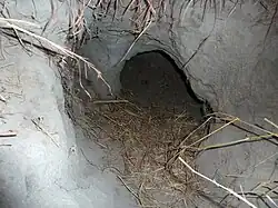 Entrance to a burrow