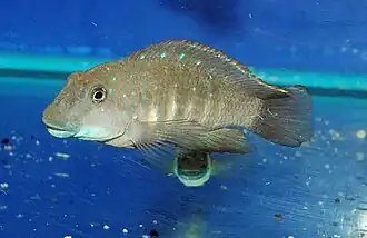 Eretmodini (E): Eretmodus cyanostictus lives near the bottom in the turbulent, coastal surf zone,[57] like other members of its tribe[55]