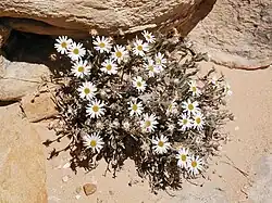 Maguire daisy (Erigeron maguirei)