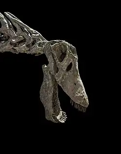 Reconstructed skull on a mounted skeleton