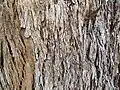 'Box' bark of E. quadrangulata, the white-topped box