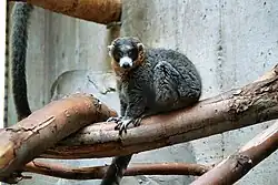 Gray lemur
