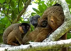 Brown lemurs