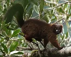 Brown lemur