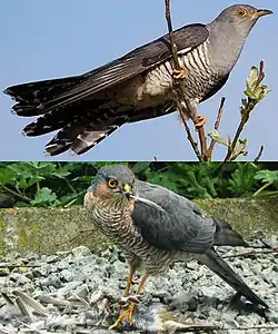 Mimicry in a brood parasite: Cuckoo mimics sparrowhawk, alarming small birds enough to give time to lay eggs.[101]