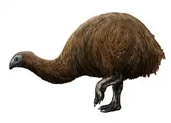 Euryapteryx curtus