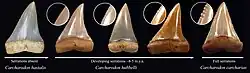 Rows of teeth with intermediate differences