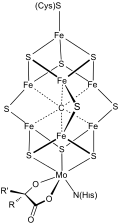 Structure of the FeMoco active site of nitrogenase