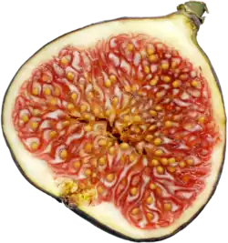 Vertical section of&nbsp;a fig