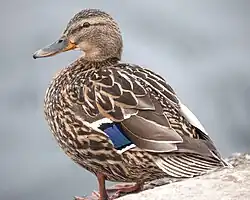 Adult female