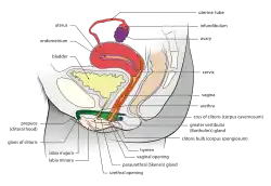 Female reproductive system