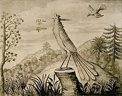 Drawing of a Fum Hoam (fenghuang) by a Dutch man, circa 1664.