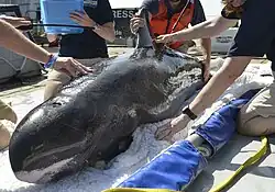 Pygmy killer whale