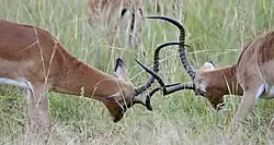 Males lock horns in a mating fight