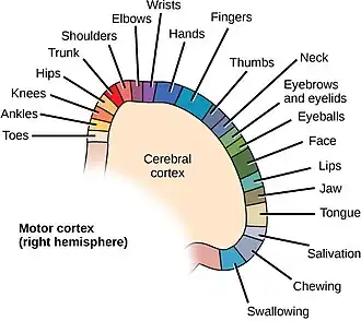 Schematic lateral view of a human brain with a labelled motor homunculus running along the precentral gyrus.