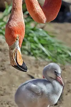 American flamingo and offspring: The arcuate (curved) bill is adapted to bottom scooping.