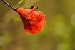 Pomegranate flower